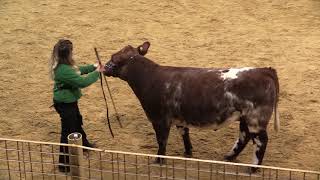 2020 Polk County Youth Fair  Steer Showmanship Competition [upl. by Enid]