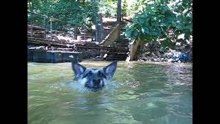 Boodle goes for a swim [upl. by Derrik]