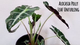 LEAF UNFURLING TIME LAPSE Alocasia Polly NEW LEAF Opens  Houseplant African Mask Leaf Emerging [upl. by Kcirdnekel56]