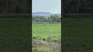 Brolga dance birds nature [upl. by Mctyre486]