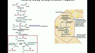 The Biosynthesis of Ketone Bodies  Pathway amp Explanation [upl. by Yenahpets651]