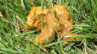 Tapeworm in Dog Poop [upl. by Nedyah]