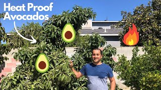 Best Avocado Varieties for Extreme Heat and Drought Weather [upl. by Ullyot]