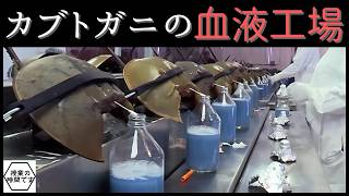 【カブトガニ】青い血液 quot250万円quot 人類にとって「重要な理由」徹底解説 LAL試薬とは カブトガニは「年間50万匹」が捕獲⇨採血後の海で15％30％が命を落とす、という。 [upl. by Shanna]