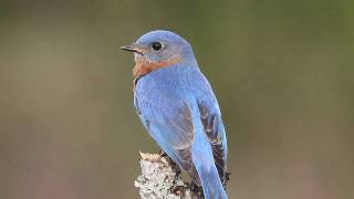 Tree Swallows and Eastern Bluebird [upl. by Mountfort]