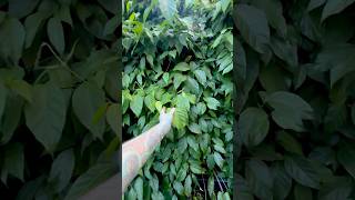 Growing Ayahuasca Vine Banisteriopsis Caapi paulstingray gardening [upl. by Teirrah]