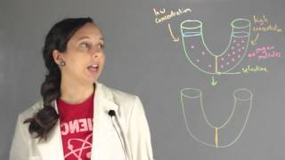 Important Concepts of Osmosis  Chemistry Lessons [upl. by Syl]