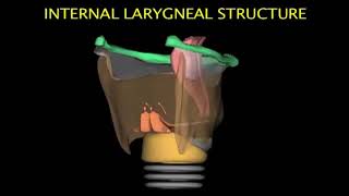 Larynx Animation [upl. by Nevla449]