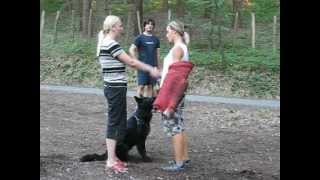 Groenendael female Negra Suny Days personal protection trainning 1 [upl. by Ibed335]