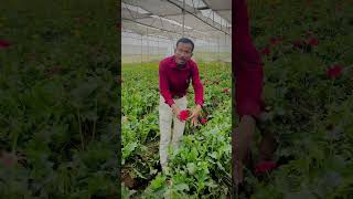 Gerbera Harvesting method [upl. by Bohun]