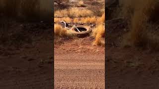 Big Pythons in Western Australia Desert [upl. by Gristede463]