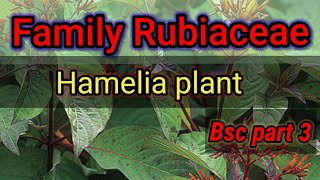 Rubiaceae familymember hameliaBotanyBsc part 3 [upl. by Almena]