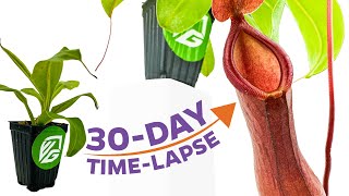 30day timelapse Nepenthes Alata grows its first pitchers to maturity and catches some bugs [upl. by Freiman3]