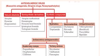 AntiCholinergic Drugs Atropine Scopolamine Atropine Derivatives Atropine substitutes [upl. by Lennad]