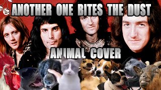 Queen  Another One Bites The Dust Animal Cover [upl. by Enaillil817]