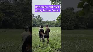 Deers sighted at KazirangaNationalpark Assam India [upl. by Junina]