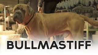 BULLMASTIFF [upl. by Reifinnej]