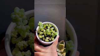 Burros tail  Sedum morganianum easy propagation gardening [upl. by Sturrock]