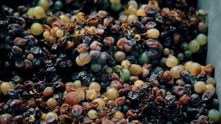 Tokaji aszú szüret  Aszú harvest in Tokaj [upl. by Eimot824]