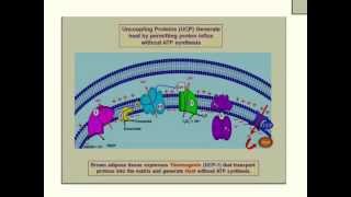 UnCoupling Protein Thermogenin Heat ProductionETC Poisons [upl. by Charis]