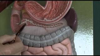 Anatomy 6 Gastrointestinal tract [upl. by Alcock]