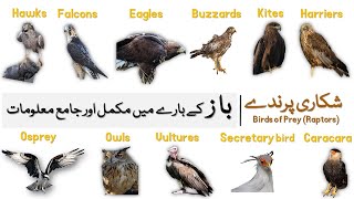 Information about Eagles Hawks Falcons Buzzards Harriers Kites Osprey  Birds of Prey Baaz [upl. by Auqinahs]