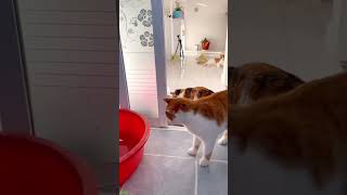 🐱 Funny cat videos Try not to laugh Cat videos Compilation HelloKittyCats 9737 [upl. by Eeliram]