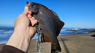 Pigeon Point Lighthouse Surf Perch Rock Fish and Crab [upl. by Cassey]