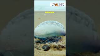 “Portuguese Man o’ War Ocean’s Floating Terror” PortugueseManOWar OceanLife MarineMysteries [upl. by Akemahs]