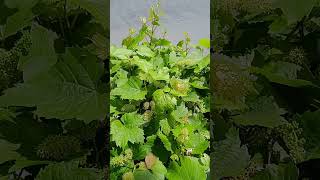 නවසීලන්තයේ පාර දෙපැත්තේ මිදි පැන්චෝ 🍇🍇  New Zealand roadside grapevines [upl. by Stedman]