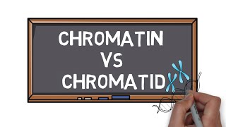 Chromatin Vs Chromatid  What is the Difference  Pocket Bio [upl. by Amitak902]