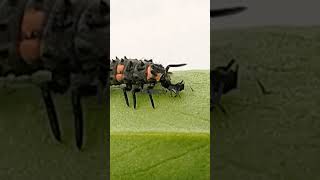 Ladybird larva eating aphids [upl. by Pollie366]