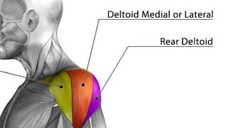 The only way to target Lateral amp Rear Delt Is Military Press Behind The Neck [upl. by Atikaj125]