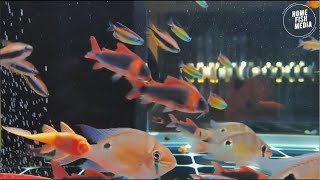 Aquarium video goldfish betta fish and koi fish in planted tank 642 [upl. by Assedo]