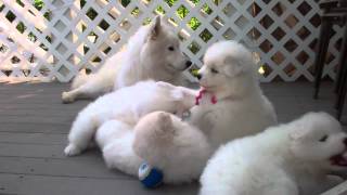 Samoyed puppies 37 Days old  quotmannersquot [upl. by Angadresma]