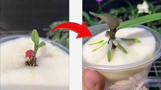 This little tip helps withered orchids to quickly take root and grow new leaves [upl. by Carthy287]