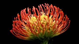 Protea Zeitraffer  Protea flower timelapse [upl. by Nancee]