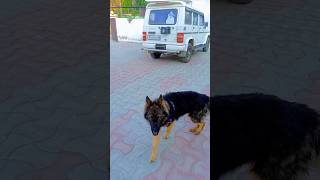 Jarman safed dog😱🔥 shorts bolero shortvideos shortsfeed youtubeshorts [upl. by Nisotawulo761]