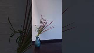 erupting rainbow虹の始まるところ day817 shorts ikebana1000days 花千日 [upl. by Hiro]