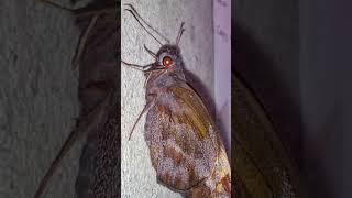 Creepy amp Deadly  Halloween Butterflies and Moths The Giant Redeye Butterfly Gangara thyrsis [upl. by Knepper]