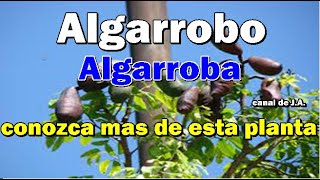 Algarrobo Algarroba conozca mas de esta planta [upl. by Loise]