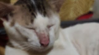 The Moggy Cats Vlog is live [upl. by Hniv832]