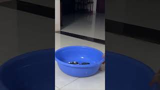 The intelligent monkey Luk voluntarily goes to do laundry cute animals family funny funnyvideo [upl. by Dugas734]