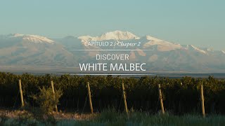 Episode 2 Discover White Malbec [upl. by Amak940]