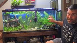 How Many Fish Can I Put In My Fish Tank fishtank fish aquarium [upl. by Boyden]