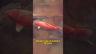 Hanako The Extraordinary Journey of the Worlds Oldest Koi Fish [upl. by Alimhaj927]