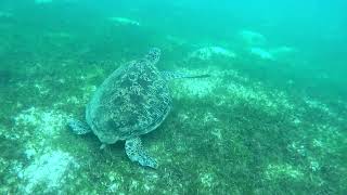 Philippines Oct 2024 Scuba diving fun [upl. by Davenport]