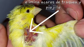 pulmosanivermectina para acaros en traquea [upl. by Erminna]