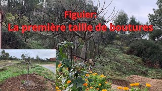 Figuier la première taille de boutures [upl. by Willie]