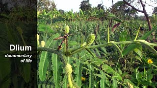 Yellow potter wasp Delta campaniforme [upl. by Ytissac]